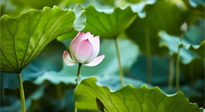 【三伏天養(yǎng)生】三伏天養(yǎng)生有六大禁忌，你知道嗎？記得分享給家人知道！