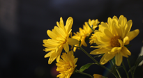【養(yǎng)生知識】入秋菊花藥膳，美味營養(yǎng)、養(yǎng)生保??！