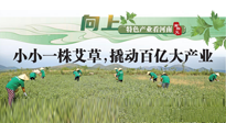 【行業(yè)資訊】向上，特色產(chǎn)業(yè)看河南：南陽艾區(qū)域品牌正在叫響！