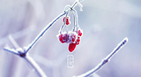 【小寒節(jié)氣】時處二三九，臘月梅花開！