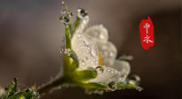 【二十四節(jié)氣灸】雨水節(jié)氣，扶陽、祛濕、調(diào)氣血，才是養(yǎng)生重點(diǎn)！艾灸，橫掃濕寒！