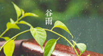【二十四節(jié)氣灸】谷雨節(jié)氣脾土濕，艾灸降濕濁，脾旺不受邪！