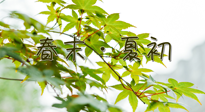 【艾灸養(yǎng)生】春末夏初：上熱下寒癥狀，補(bǔ)不如疏通淤堵，試試艾灸吧！