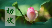 【三伏天】初伏將至，“蒸煮”模式開啟！想要健康，這四類食物別錯過??！