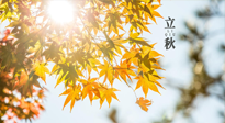 【節(jié)氣飲食】立秋將至，吃最合適的飲食，平穩(wěn)度過季節(jié)交替！